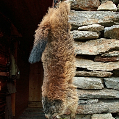 Úlovek na lovecké chatě